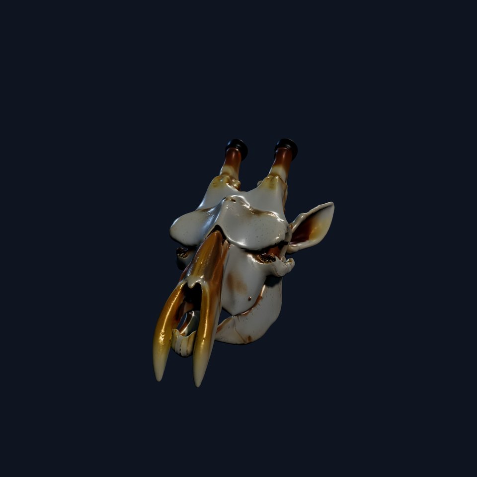 Giraffe Skull Model Pack with Detailed Bone Texture